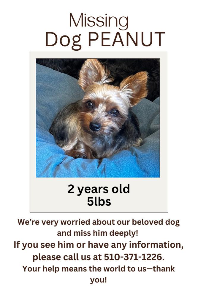 Image of Peanut, Lost Dog