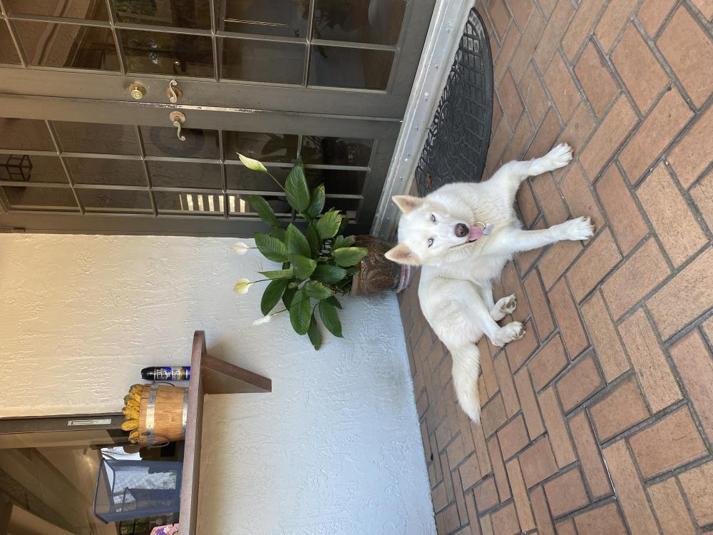 Image of luna, Lost Dog