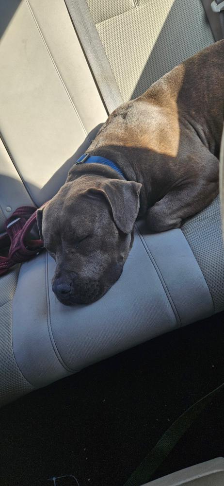 Image of Unknown, Found Dog