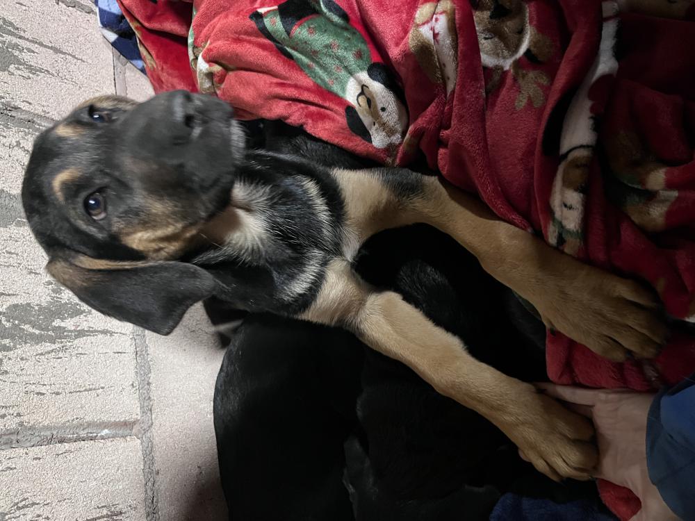 Image of Unsure, Found Dog