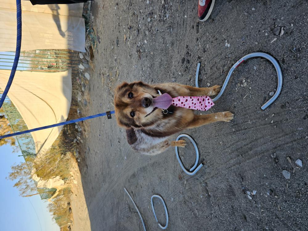 Image of Hashbrown, Lost Dog