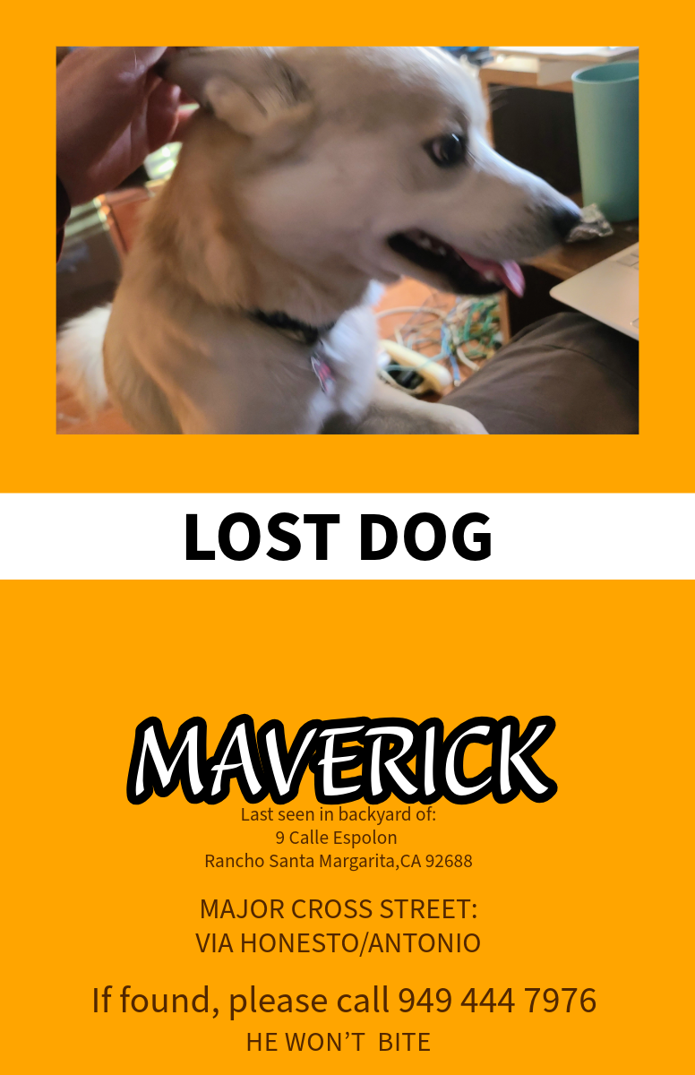Image of Maverick, Lost Dog