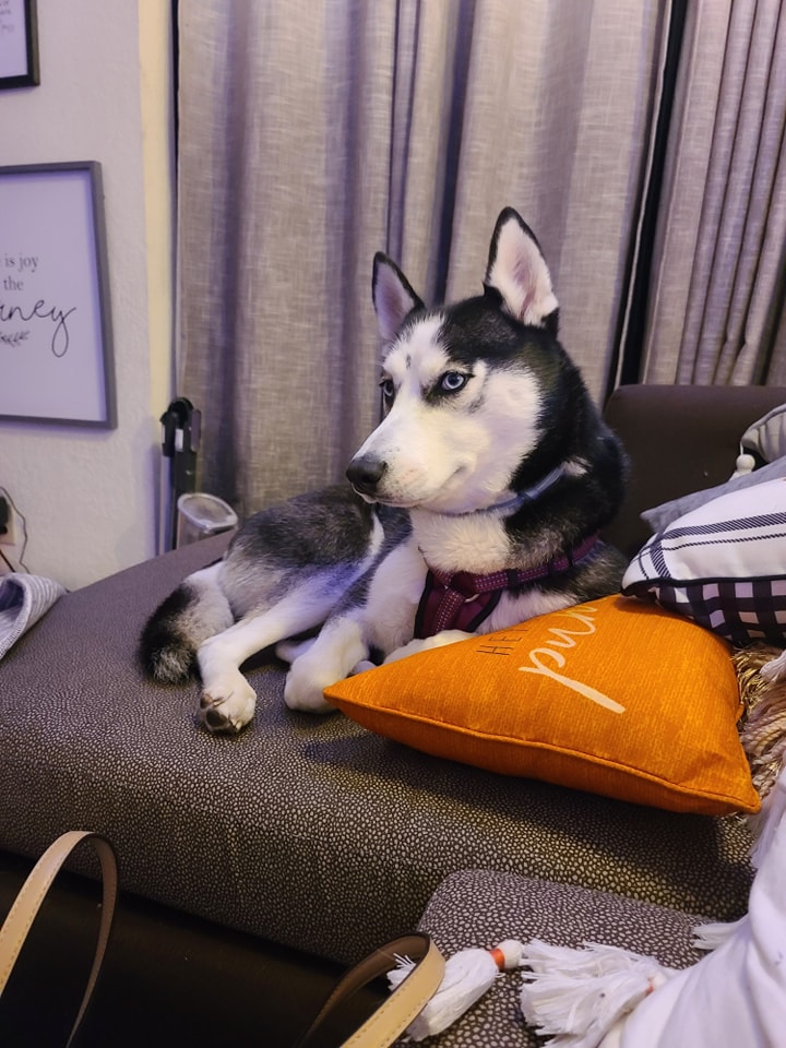Image of athena, Lost Dog