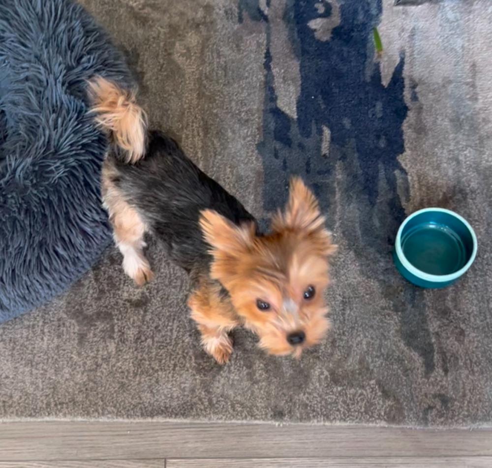 Image of Cody, Lost Dog
