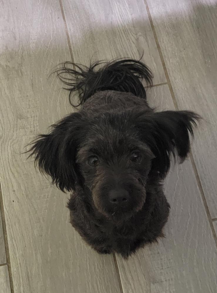 Image of Poppys, Lost Dog