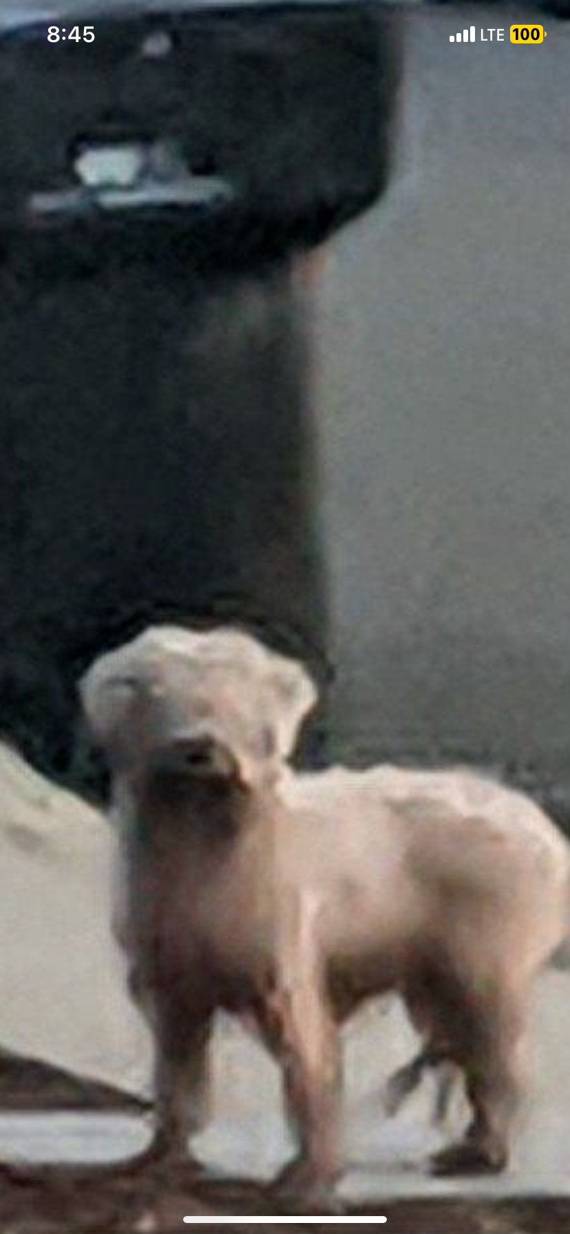 Image of Hershey, Lost Dog