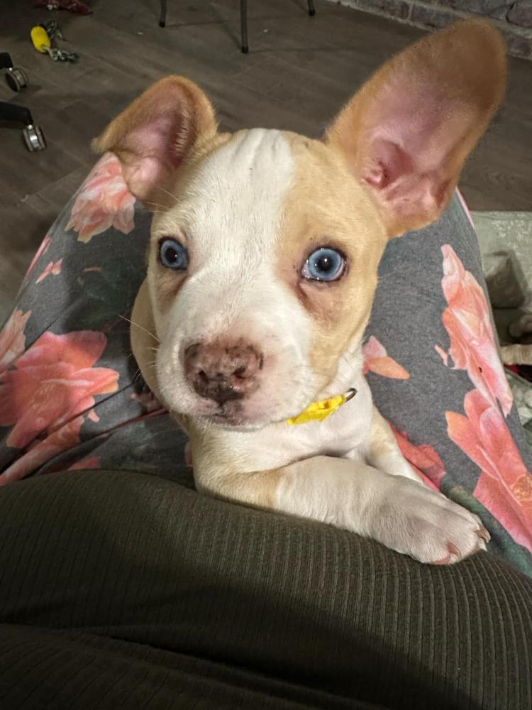 Image of Anubis, Lost Dog