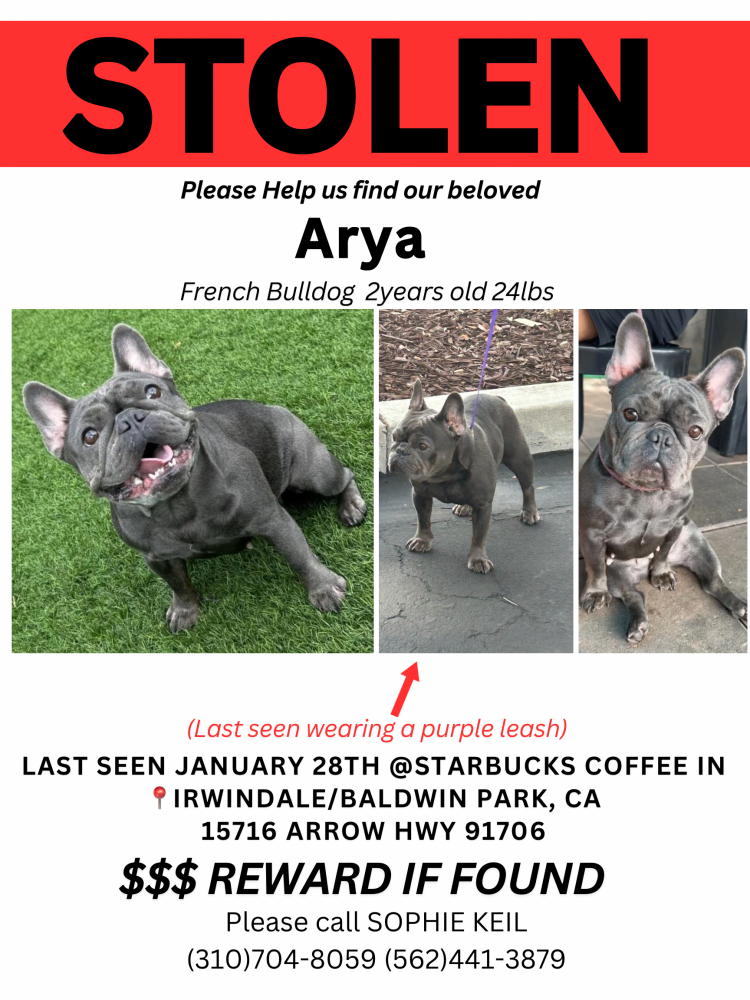 Image of Arya, Lost Dog
