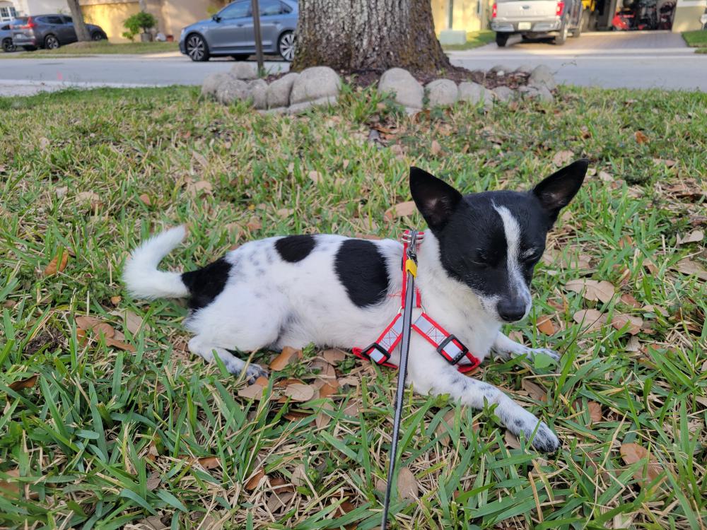 Image of unknown, Found Dog