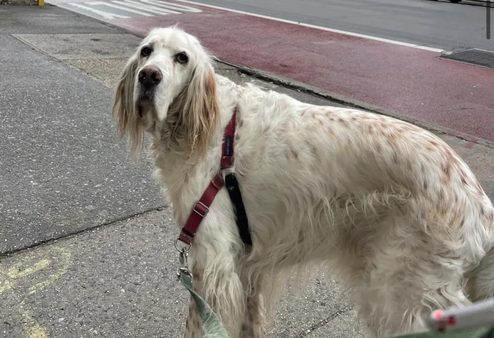 Image of Finn, Lost Dog