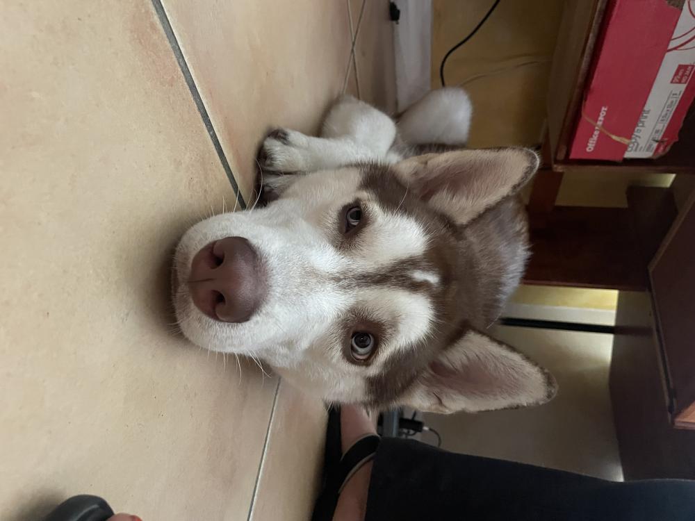 Image of Apollo, Lost Dog