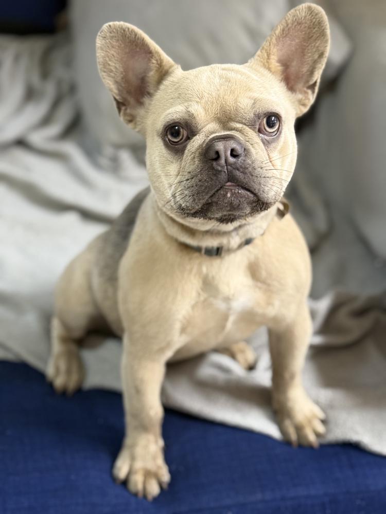 Image of Galleta, Lost Dog