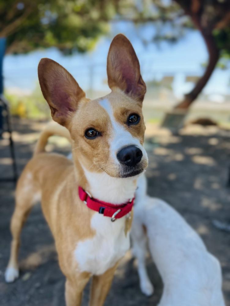 Image of Fresa, Lost Dog