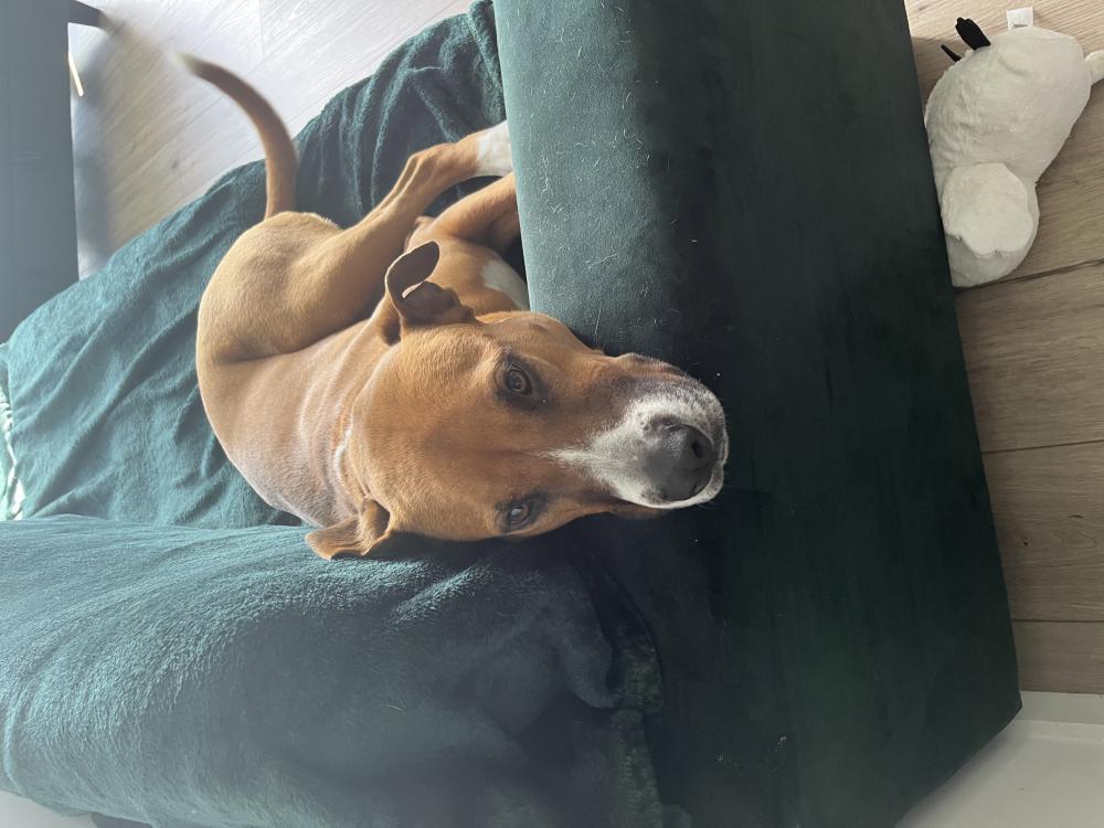 Image of Unknown, Found Dog