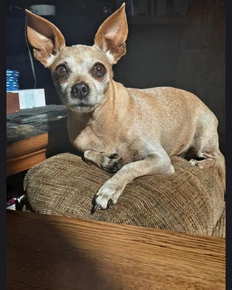 Image of Pretty Girl, Lost Dog