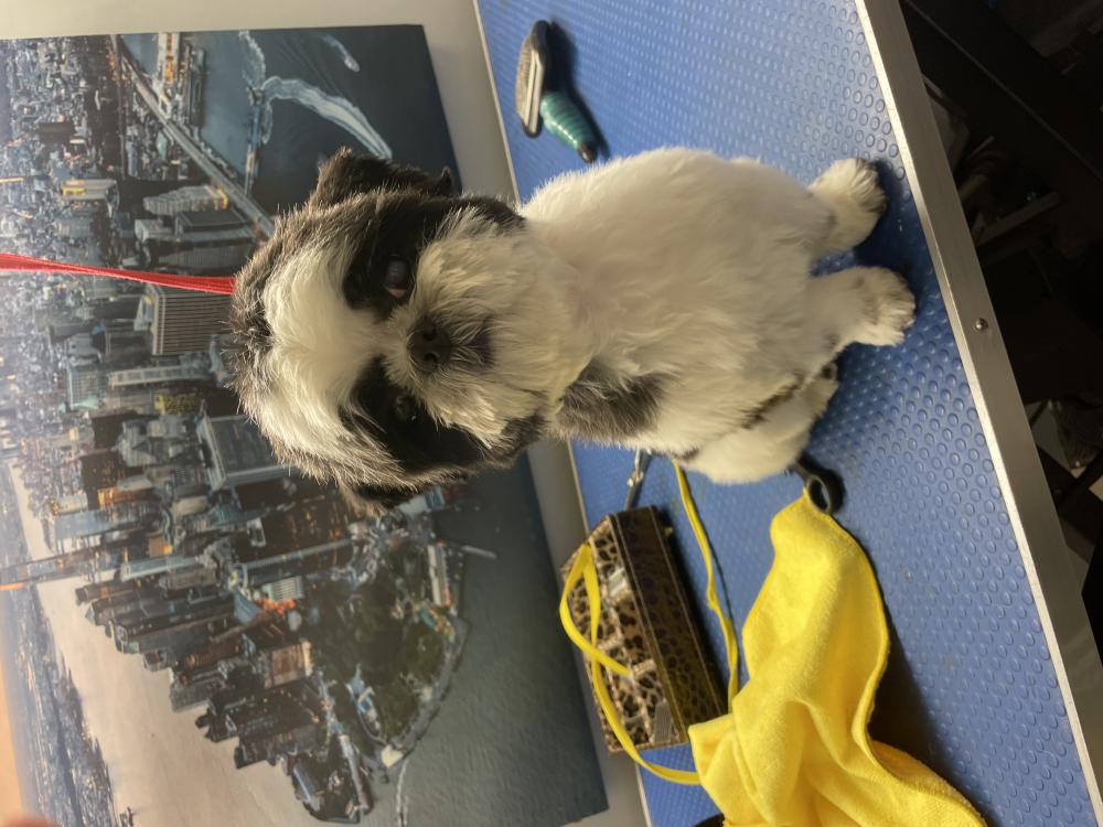 Image of Oreo, Lost Dog