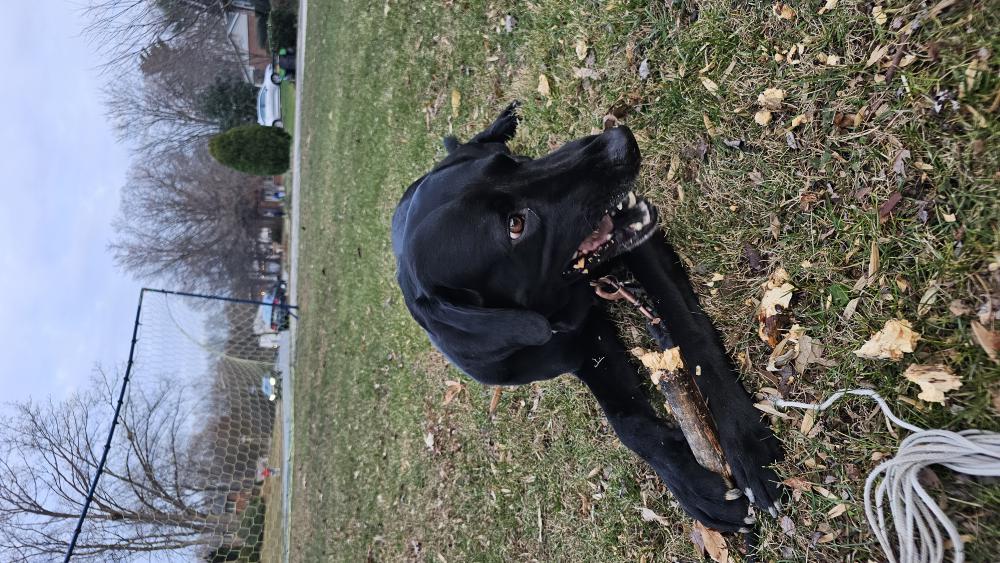 Image of Boss, Lost Dog