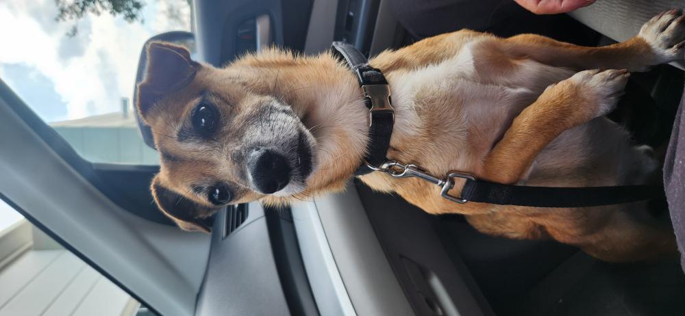 Image of Unknown, Found Dog
