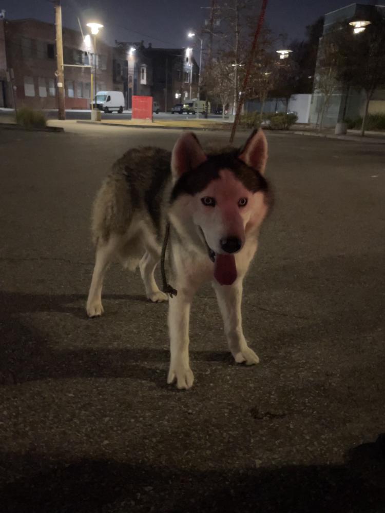 Image of unknown, Found Dog