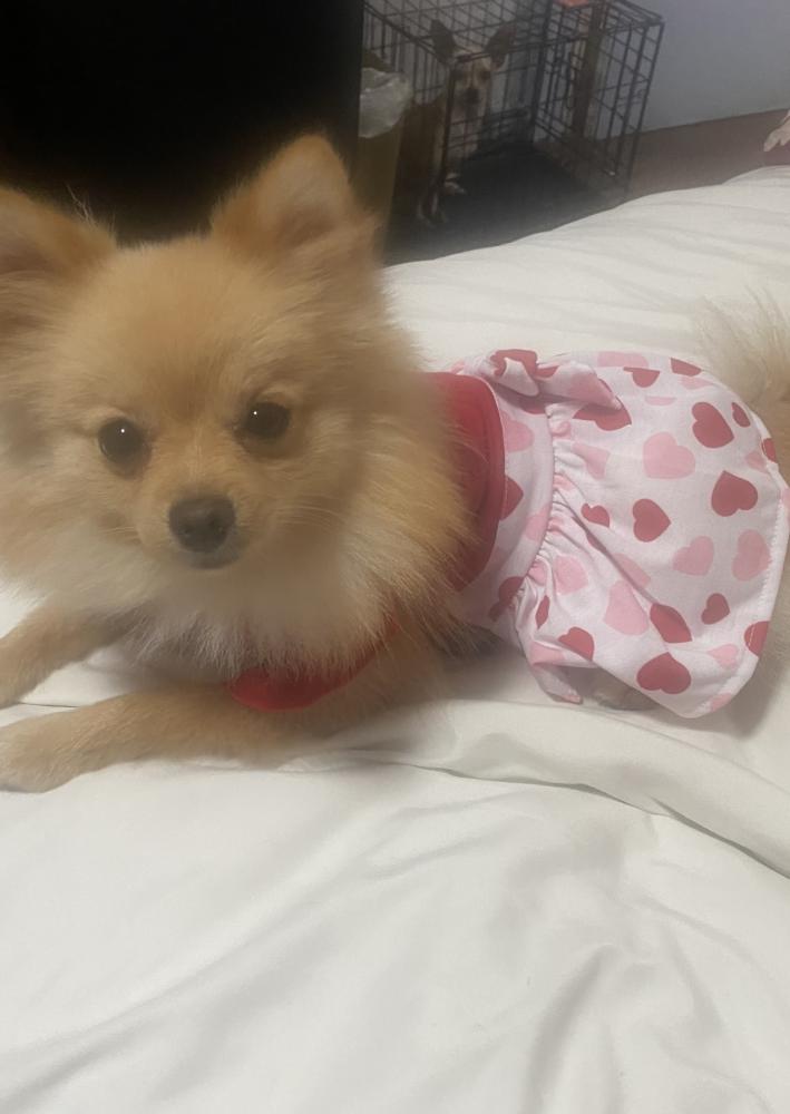 Image of Princesa, Lost Dog