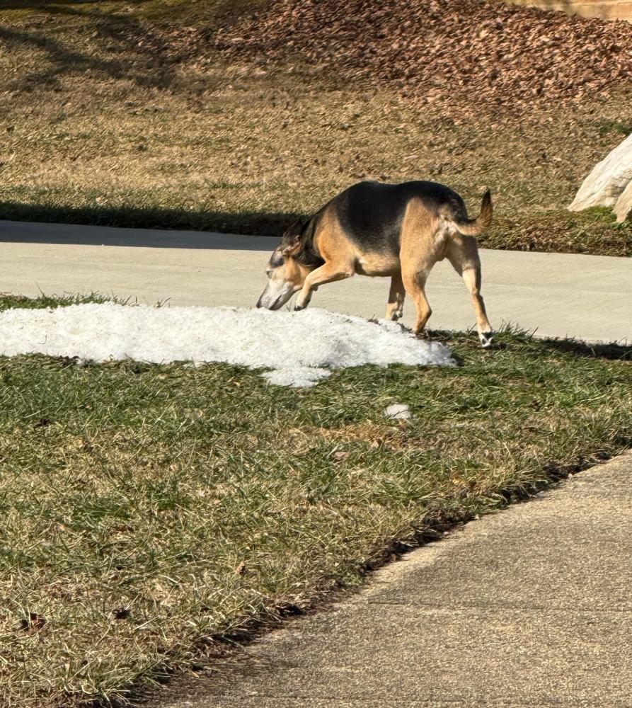 Image of Unknown, Found Dog