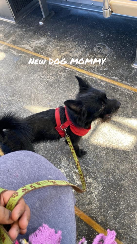 Image of KODAK BLACK, Lost Dog