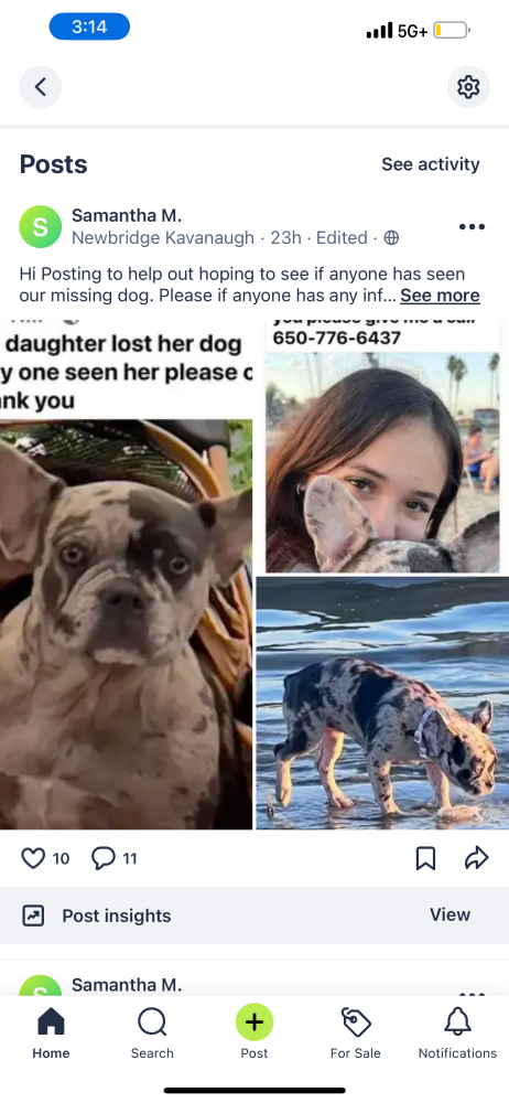 Image of Amiri, Lost Dog