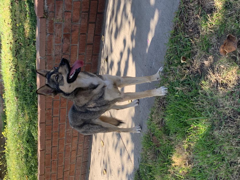 Image of unknown, Found Dog