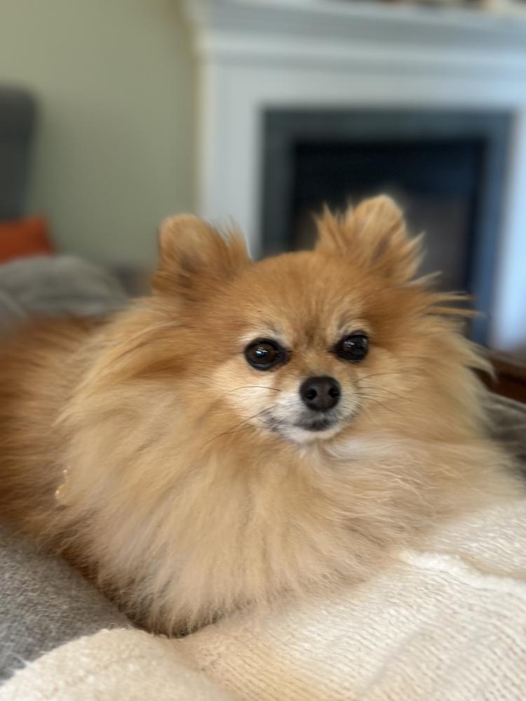 Image of Kona, Lost Dog