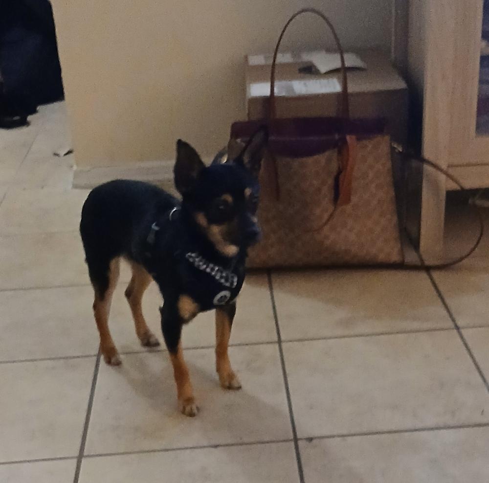 Image of Franklin, Lost Dog