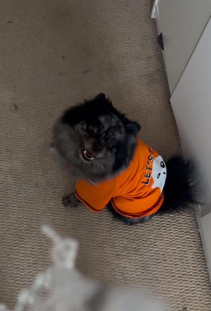 Image of Chanel, Lost Dog