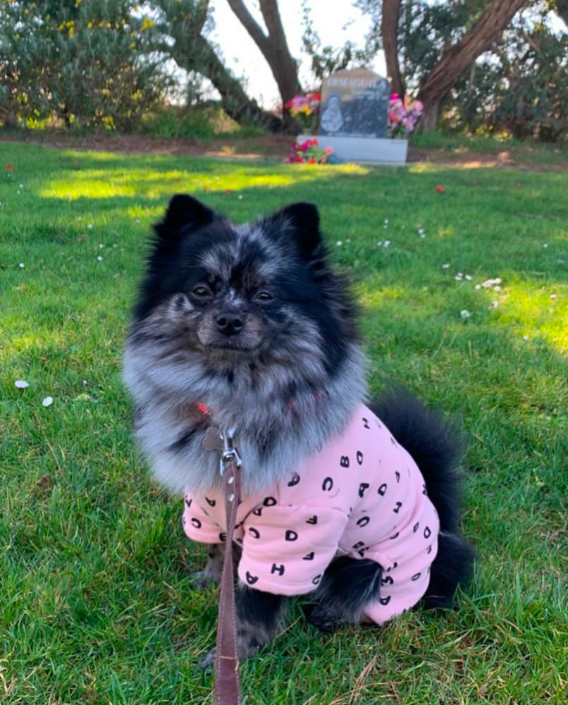 Image of Chanel, Lost Dog