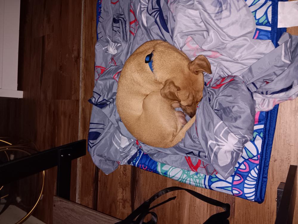 Image of Tobi Lops, Lost Dog