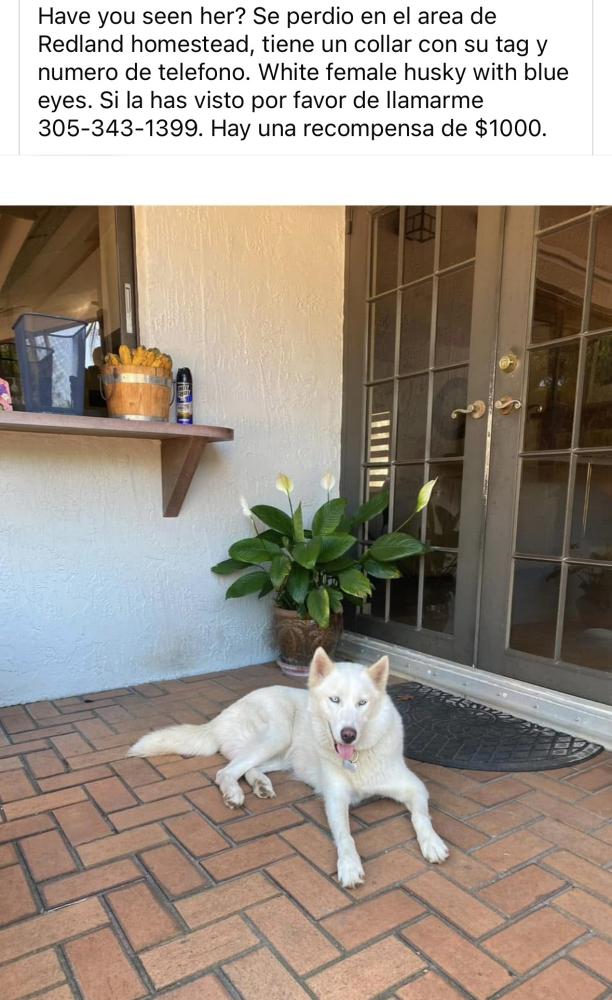 Image of Luna, Lost Dog