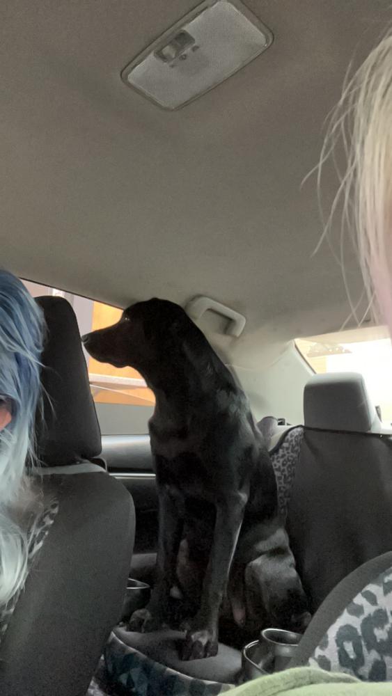 Image of Maxx, Lost Dog