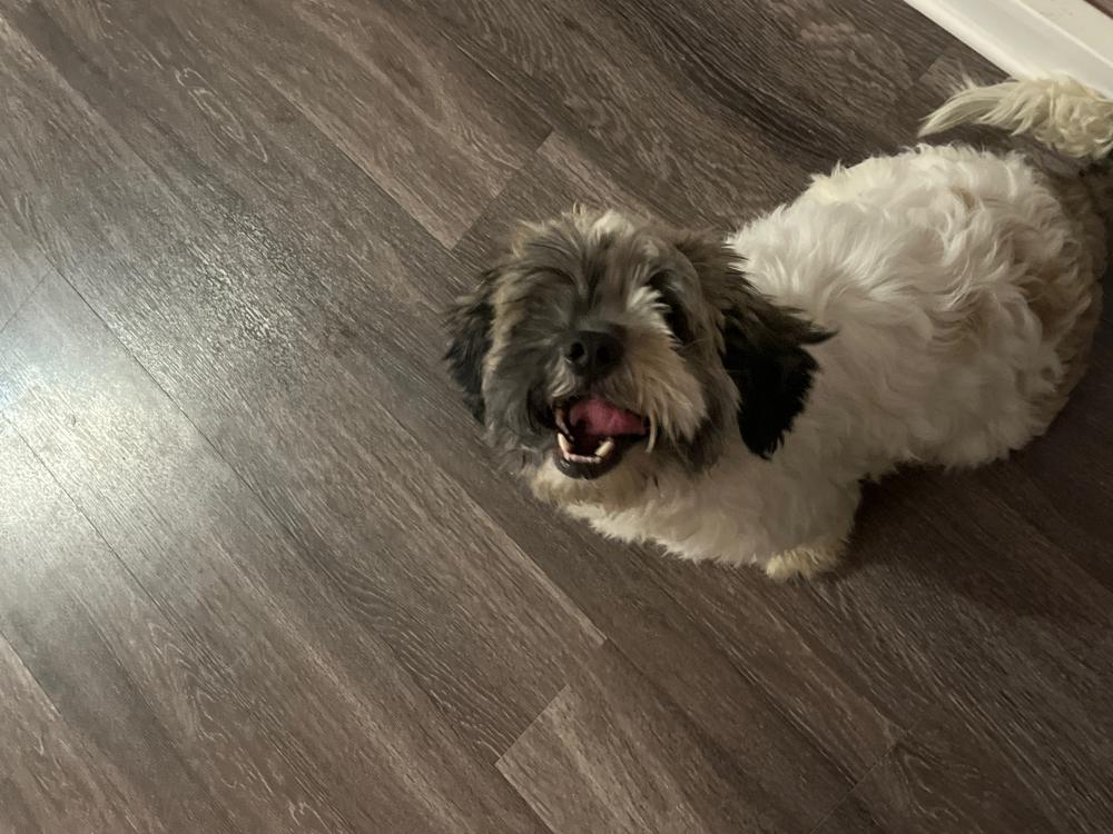 Image of Osito, Lost Dog