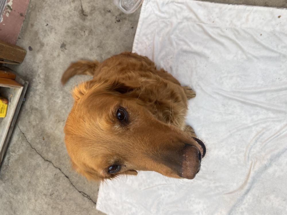 Image of unknown, Found Dog