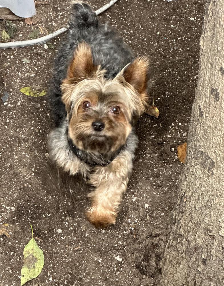 Image of Bear, Lost Dog