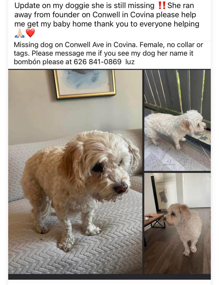 Image of Bonbon, Lost Dog