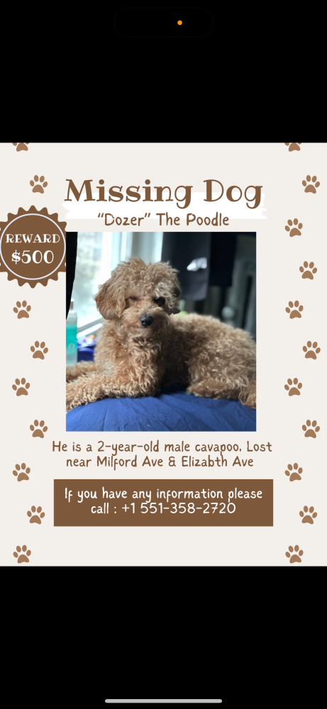 Image of Dozer, Lost Dog
