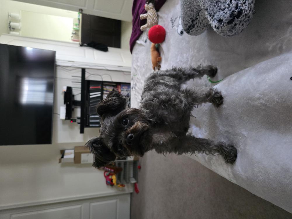 Image of Donovan (Donny), Lost Dog