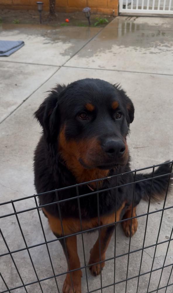 Image of Unknown, Found Dog