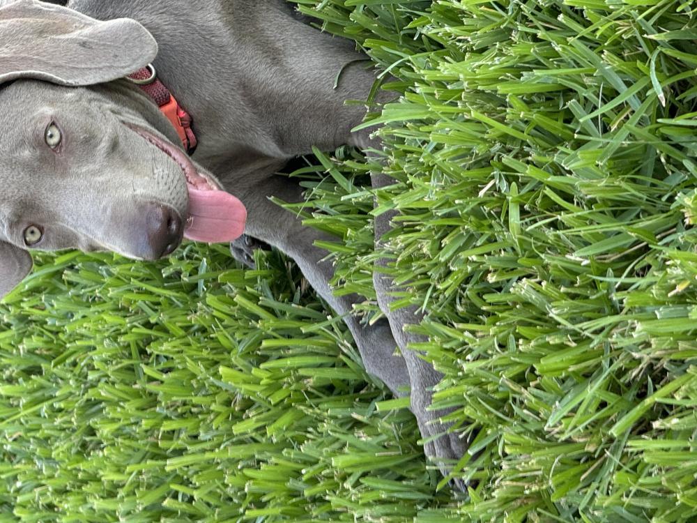 Image of Bleu, Lost Dog