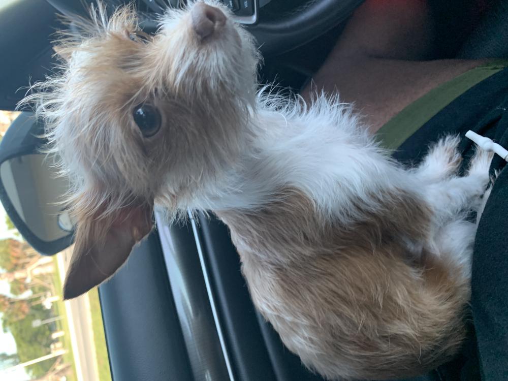 Image of Honey, Lost Dog