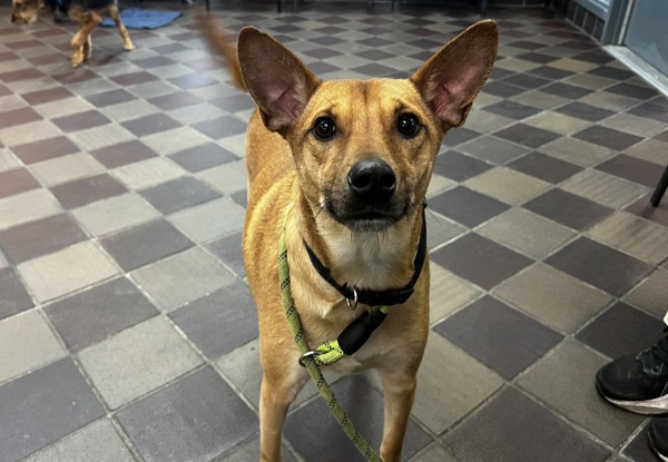 Image of Unknown, Found Dog