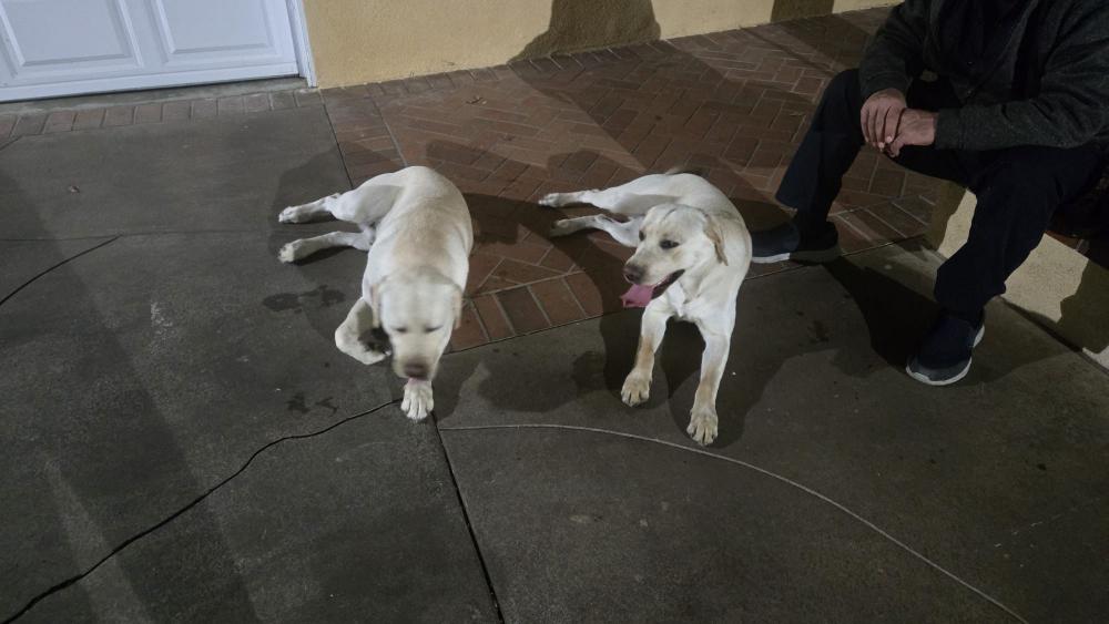 Image of Unknown, Found Dog