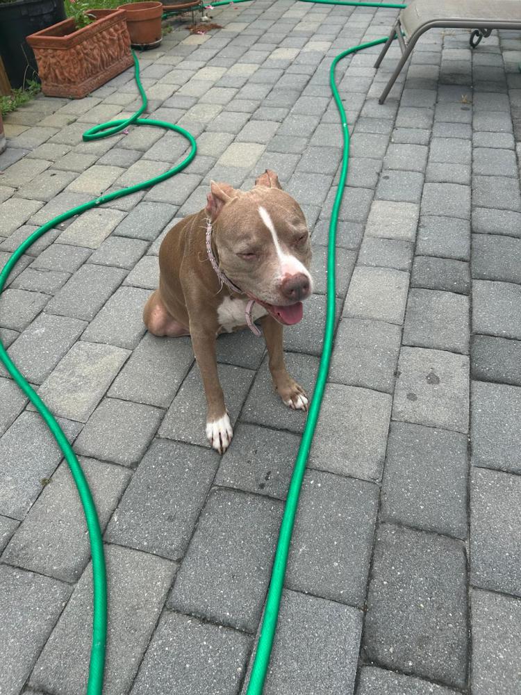 Image of Daisy, Lost Dog