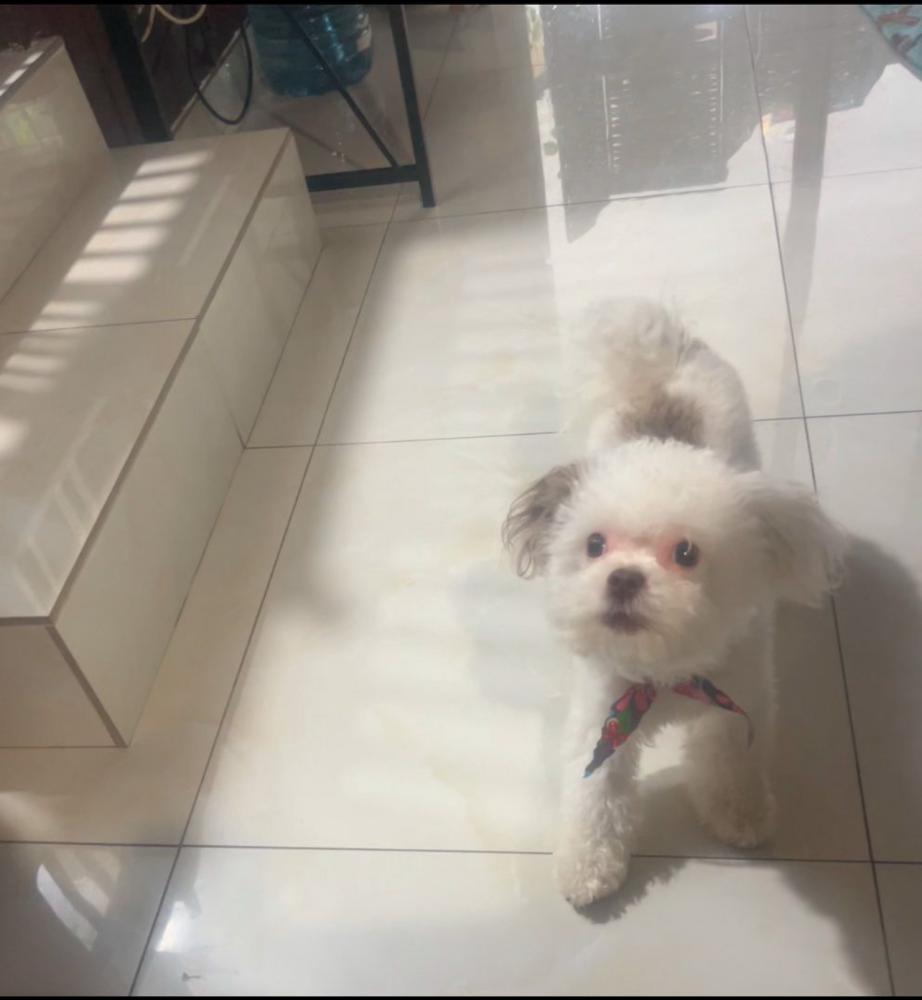 Image of Kobe, Lost Dog