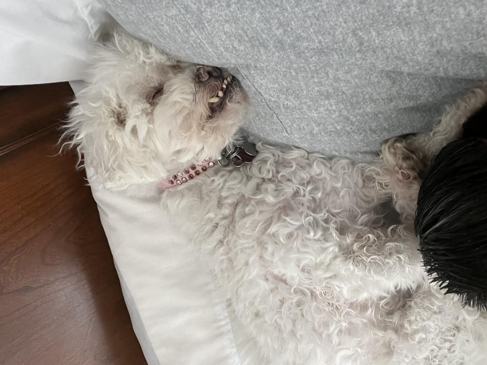 Image of Nube, Lost Dog
