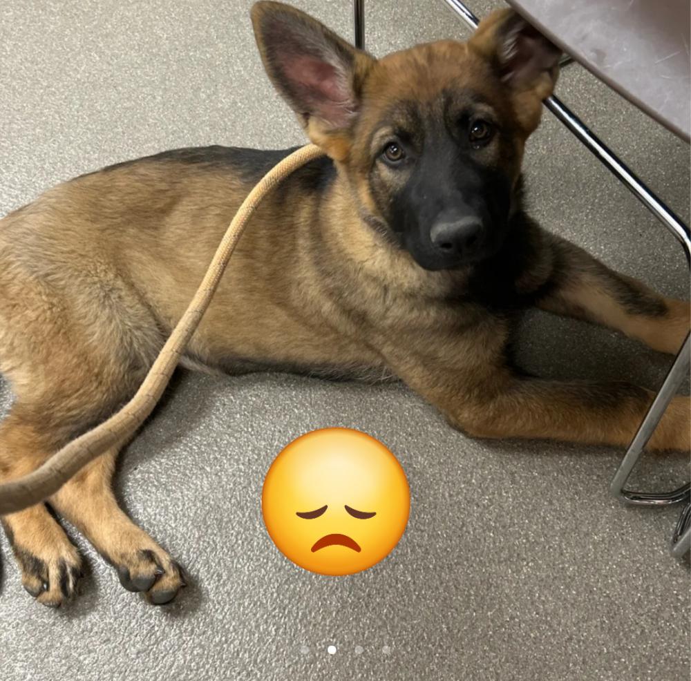 Image of Zora, Lost Dog